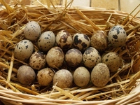 Bıldırcın Çiftleşmeden Yumurtlar mı? Bıldırcın Çiftleşmeden Yumurtlar mı?