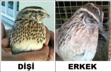 Bıldırcın Cinsiyet Ayrımı Bıldırcın Cinsiyet Ayrımı