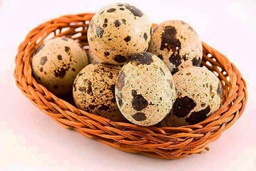 7 Aylık Bebek Bıldırcın Yumurtası Yermi 7 Aylık Bebek Bıldırcın Yumurtası Yermi