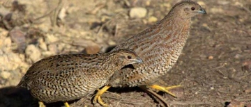 Bıldırcın Yavrusu Nasıl Beslenir? Bıldırcın Yavrusu Nasıl Beslenir?