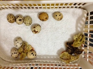 Döllü Bıldırcın Yumurtası Özellikleri ve Faydaları Nelerdir? Döllü Bıldırcın Yumurtası Özellikleri ve Faydaları Nelerdir?