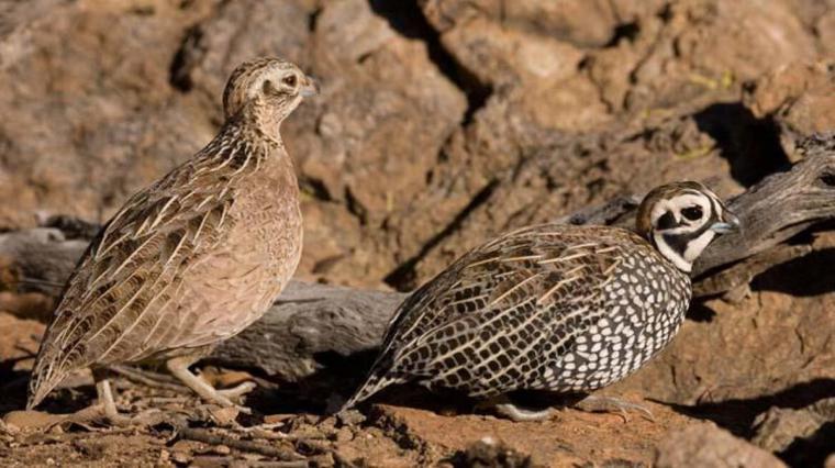Bıldırcın Bulgur Yer mi?