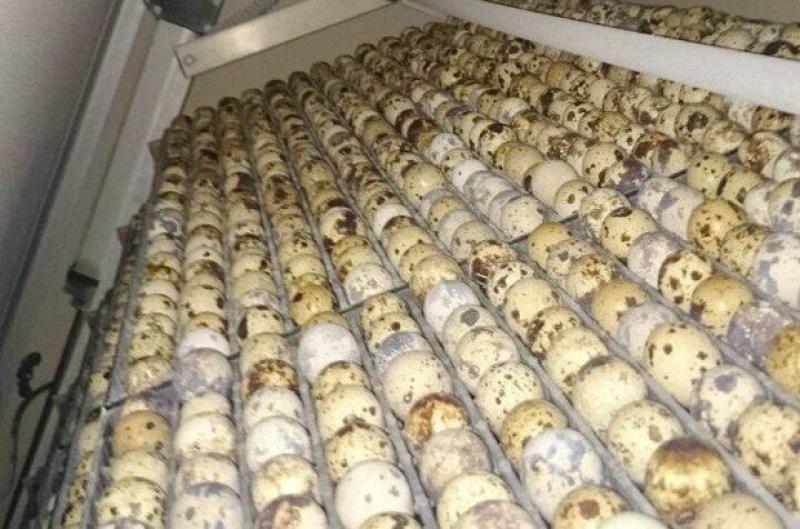 Bıldırcın Kuluçka Süresi