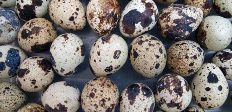 Bıldırcın Yumurtası Bebeklere Kaç Aylıkken Verilir