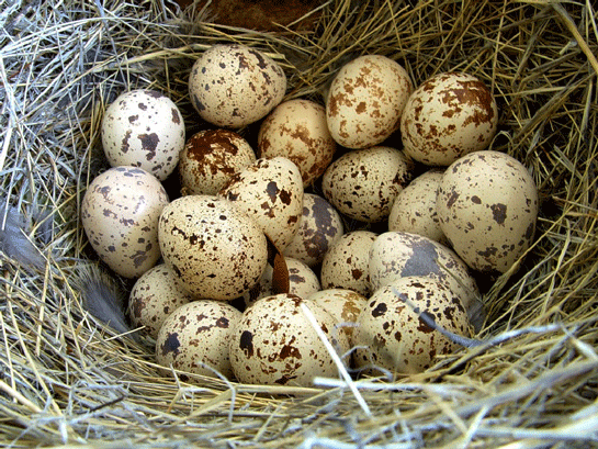 Bıldırcın Yumurtası Nasıl Tüketilmeli