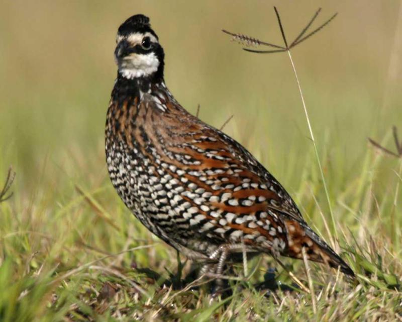 Bobwhite Bıldırcını Türleri ve Özellikleri