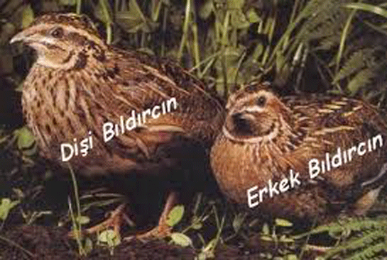 Erkek Bldrcn Nasl Anlalr